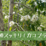 頭がモヤモヤするときに。カユプテの香りで「思考の霧」を晴らす
